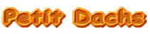 Petit Dachs